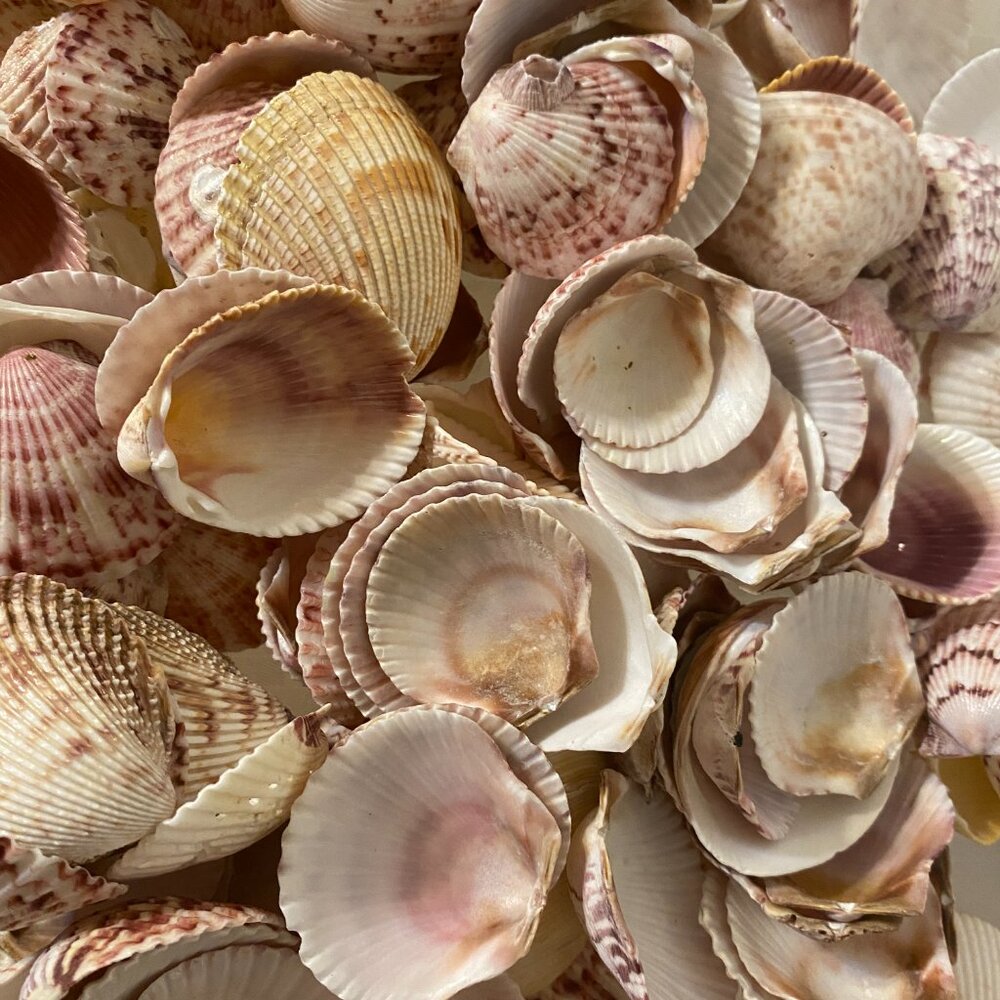 Seashell Symphony / Assortment - Picture 5 of 10
